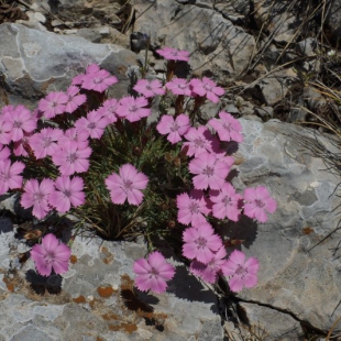 Dianthus haematocalyx subsp ventricosus